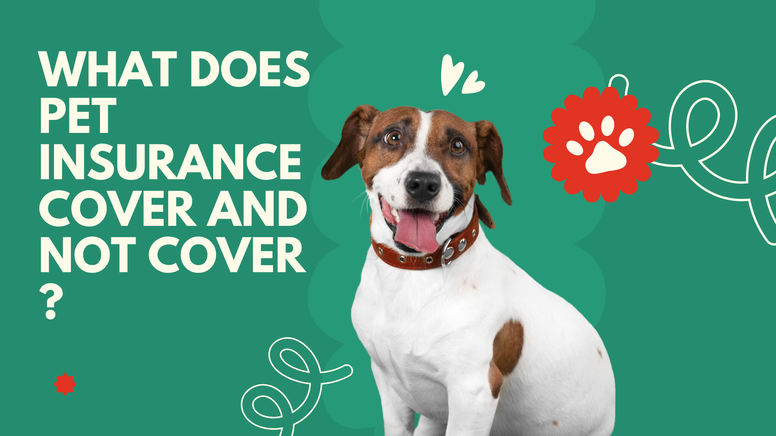 pet insurance