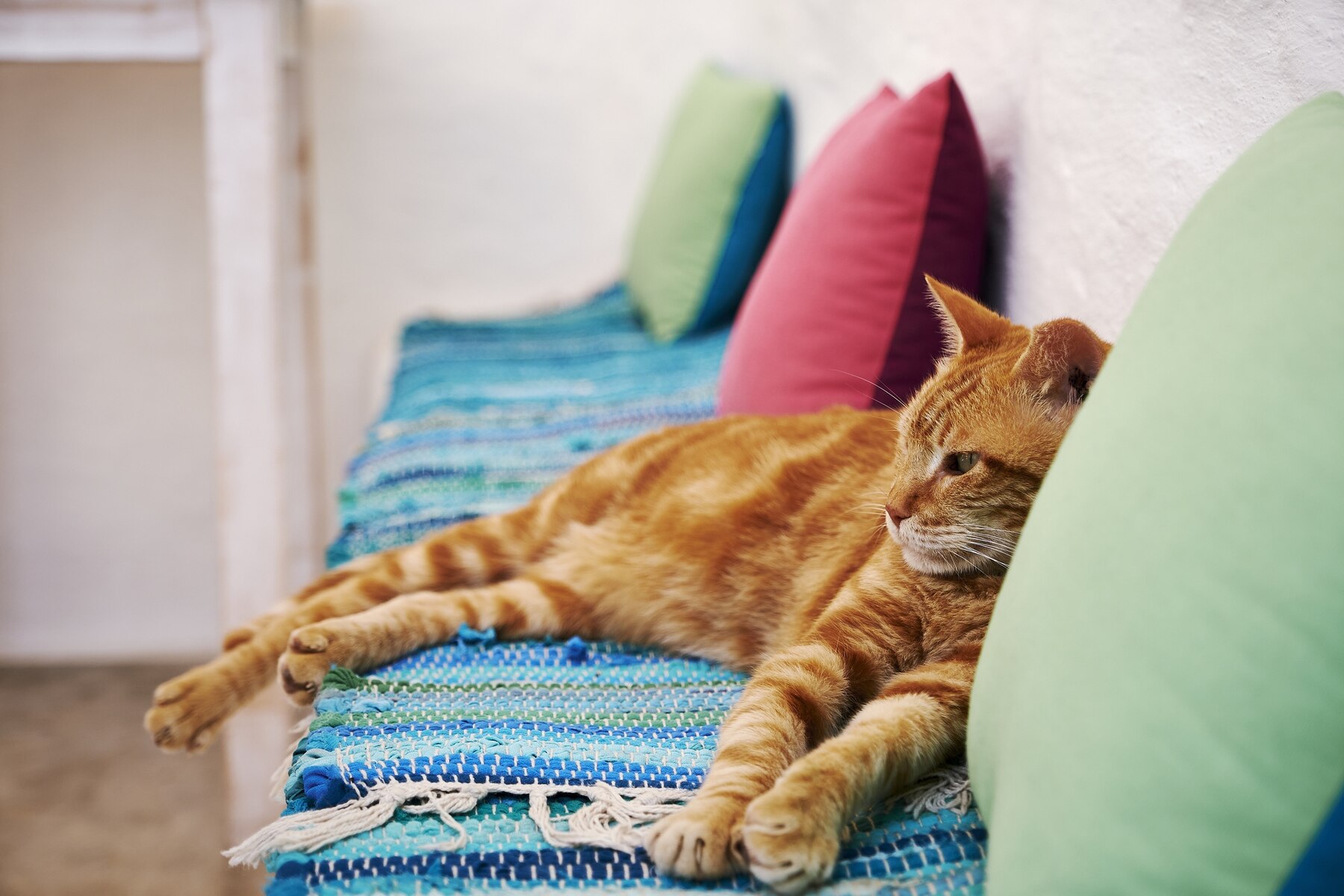 pet friendly home