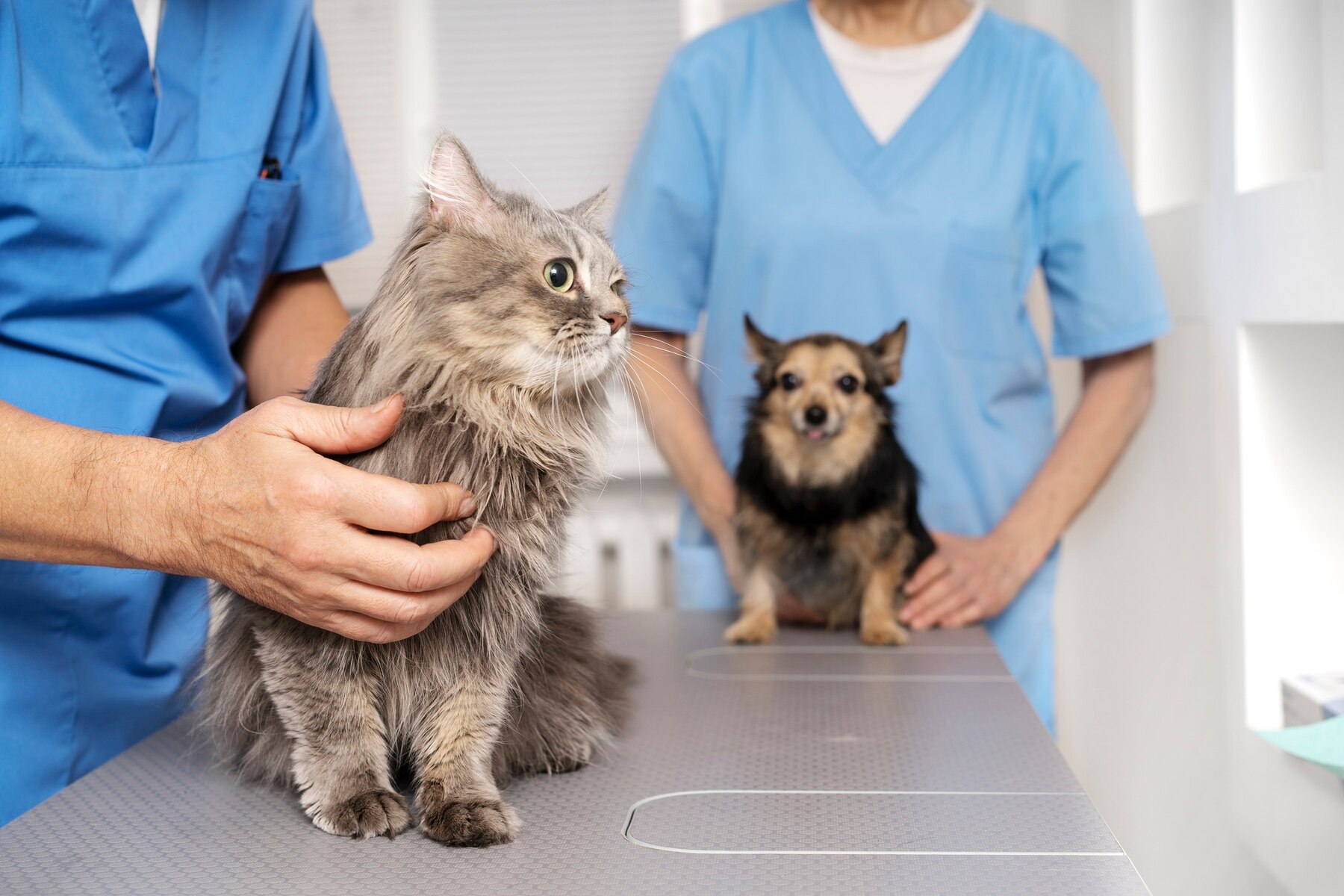 regular vet visit