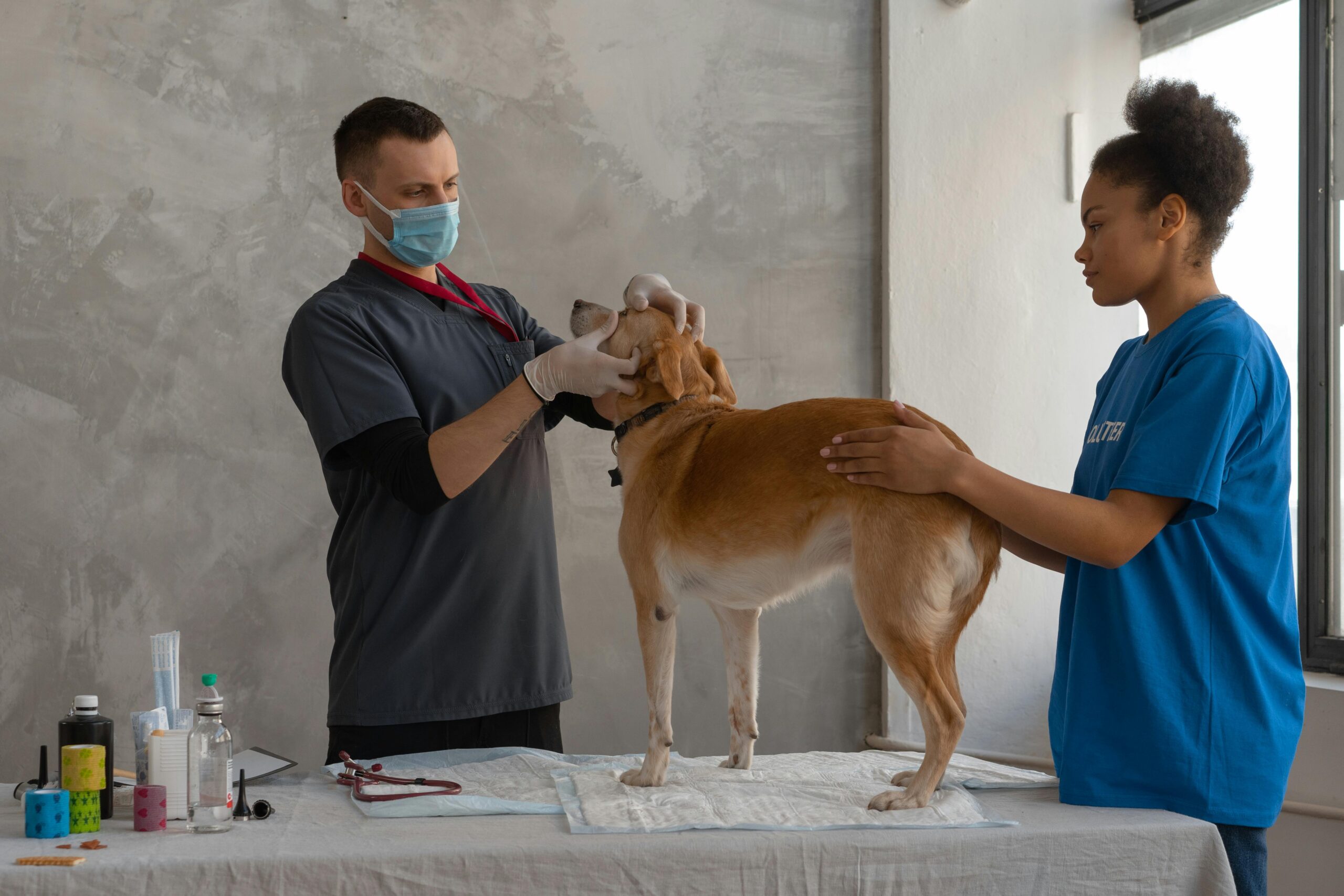 Vaccination Schedule for Dogs