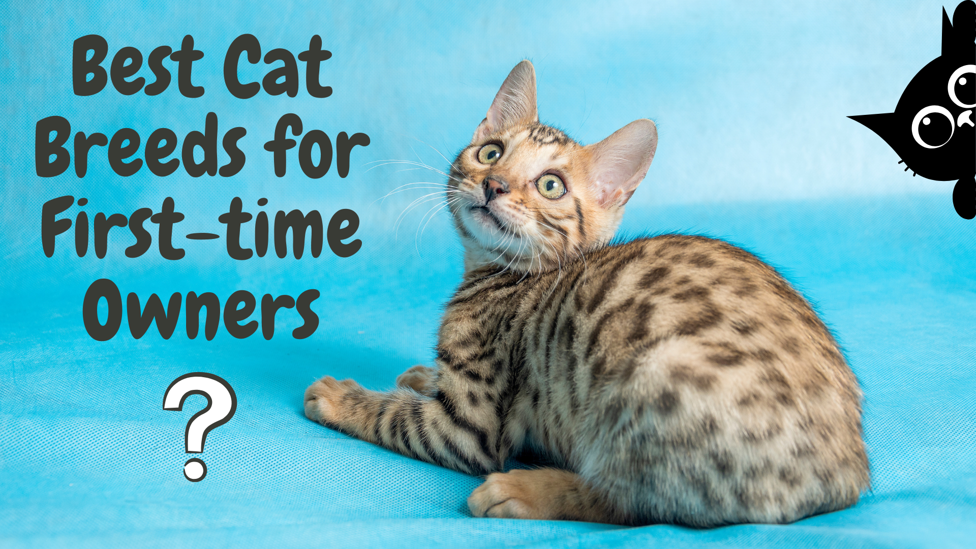 Best Cat Breeds for First-time Owners