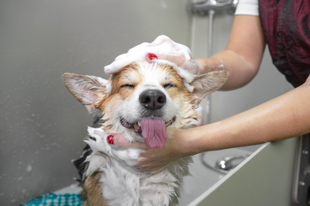 Essential Dog Care Tips for First-Time Owners