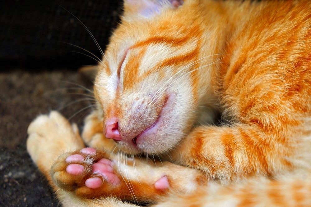 cat's sleep cycle