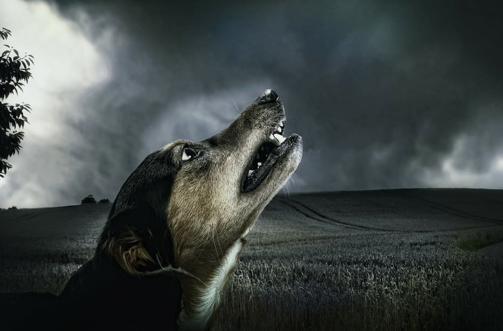 Can Dogs Really Predict Earthquakes or Illness