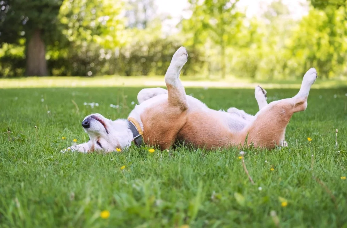 Why Dogs Roll in Smelly Stuff