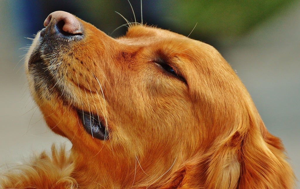 Why Your Dog Sleeps With One Eye Open