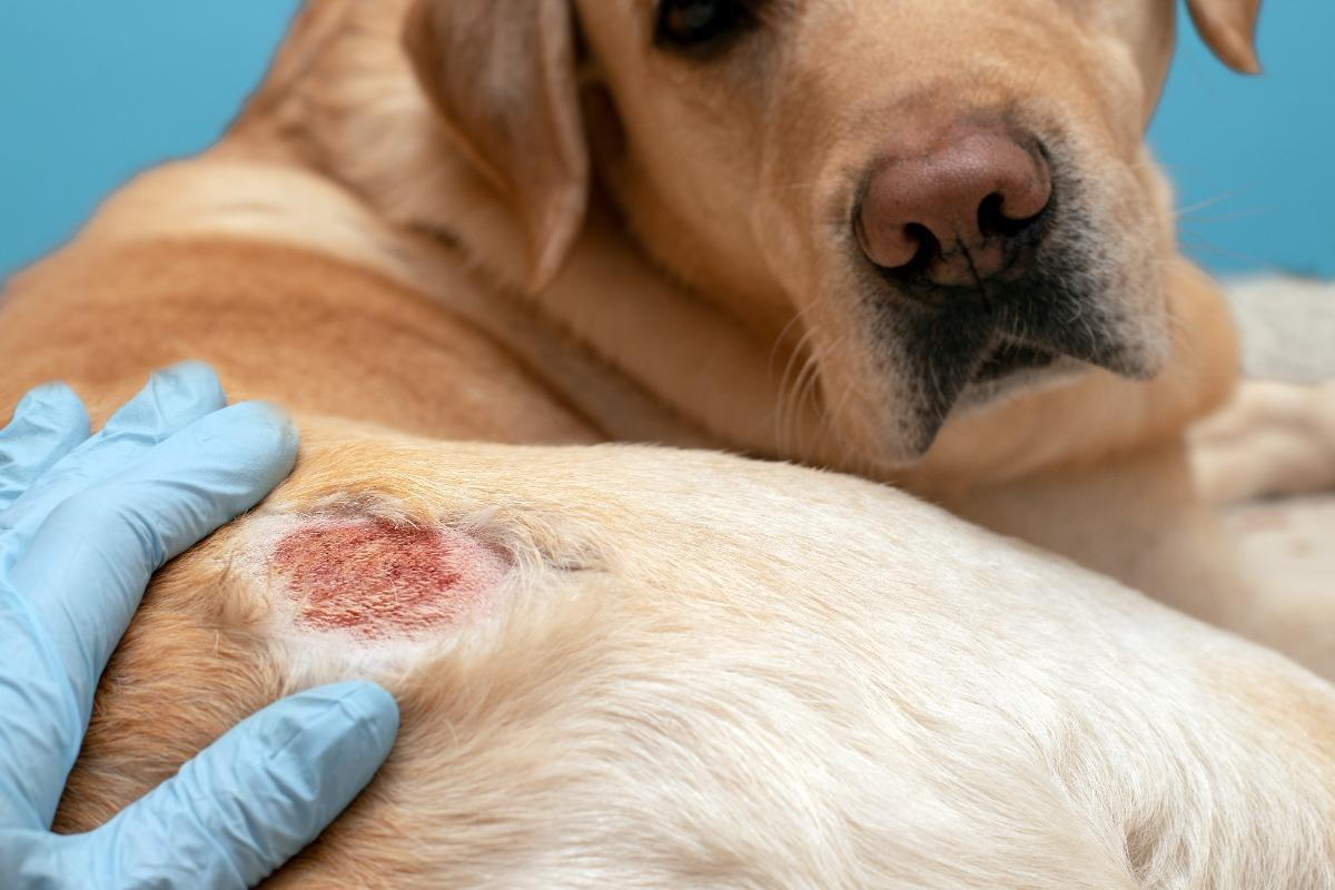 Common Dog Skin Problems and How to Treat Them
