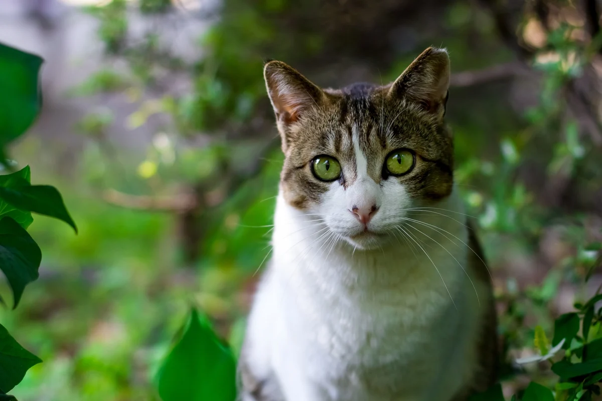 cat not eating