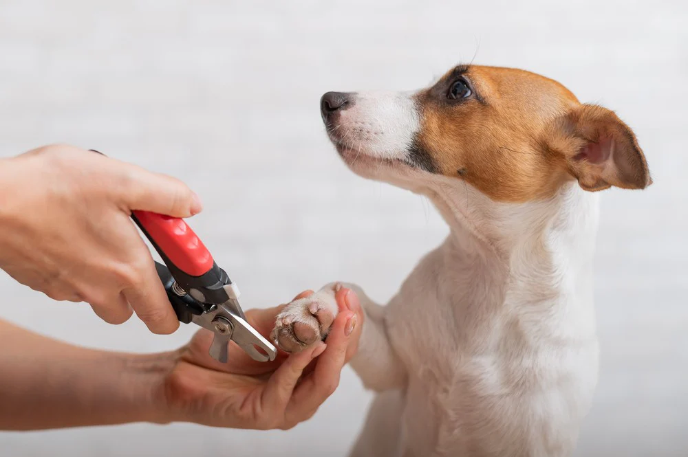 Trim a Dog's Nails
