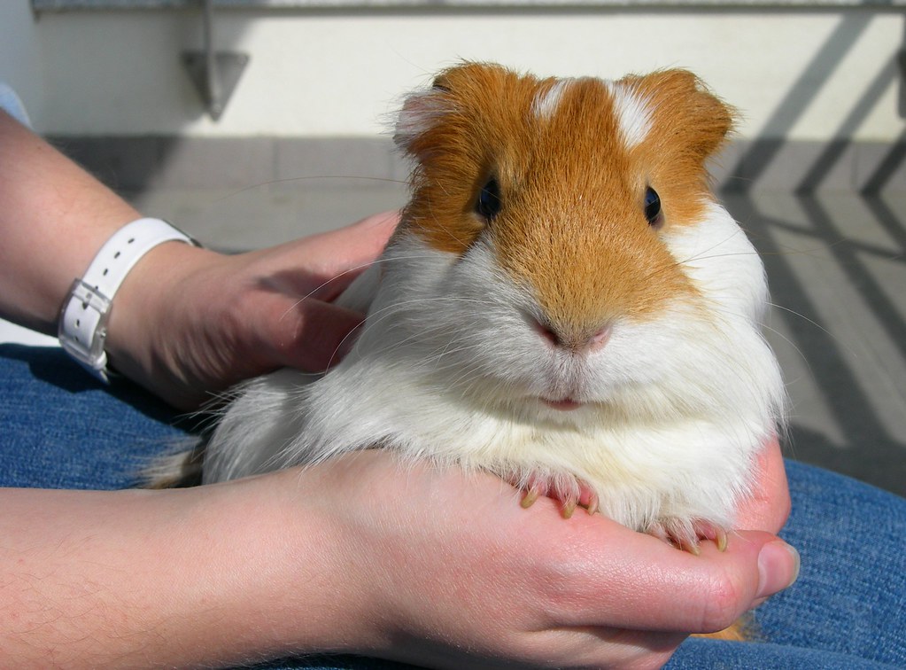 Guinea Pig