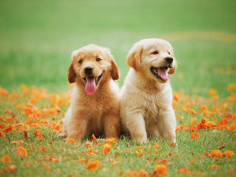 The Dog Aging Project's Secrets to a Longer, Healthier Canine Life