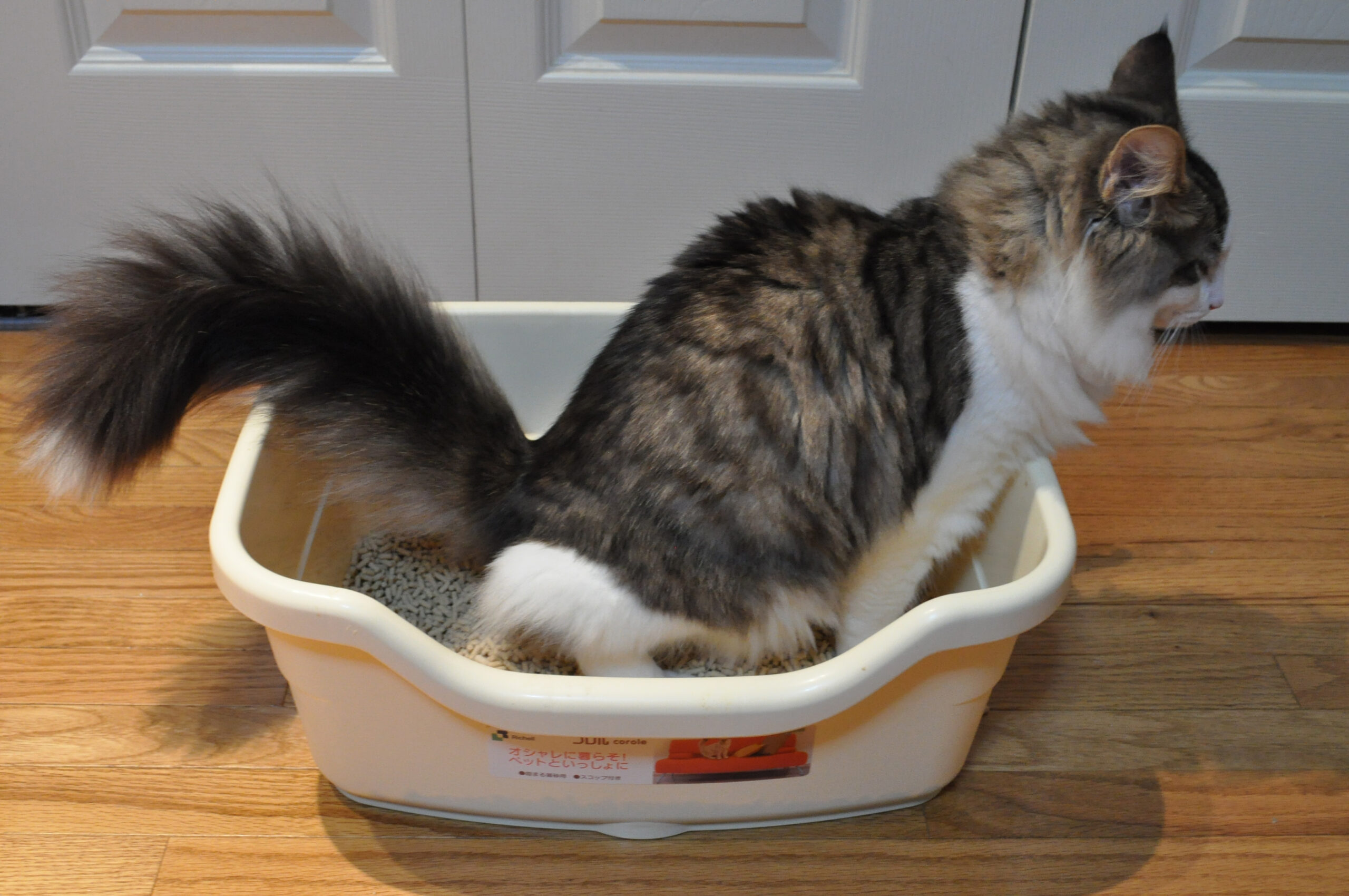 Biodegradable Cat Litters