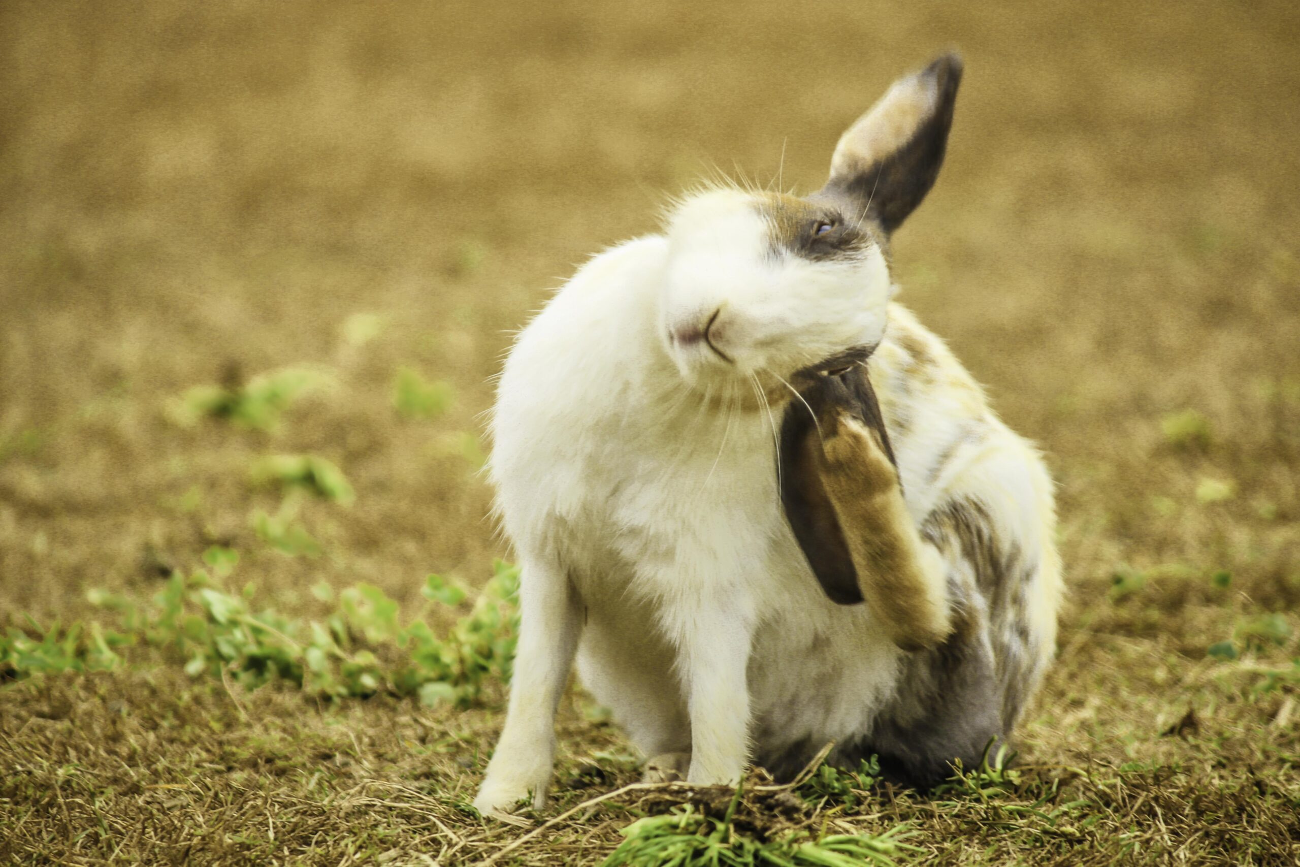 What Does It Mean When a Rabbit Thumps