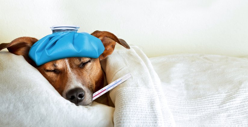 signs your pet is sick or in pain