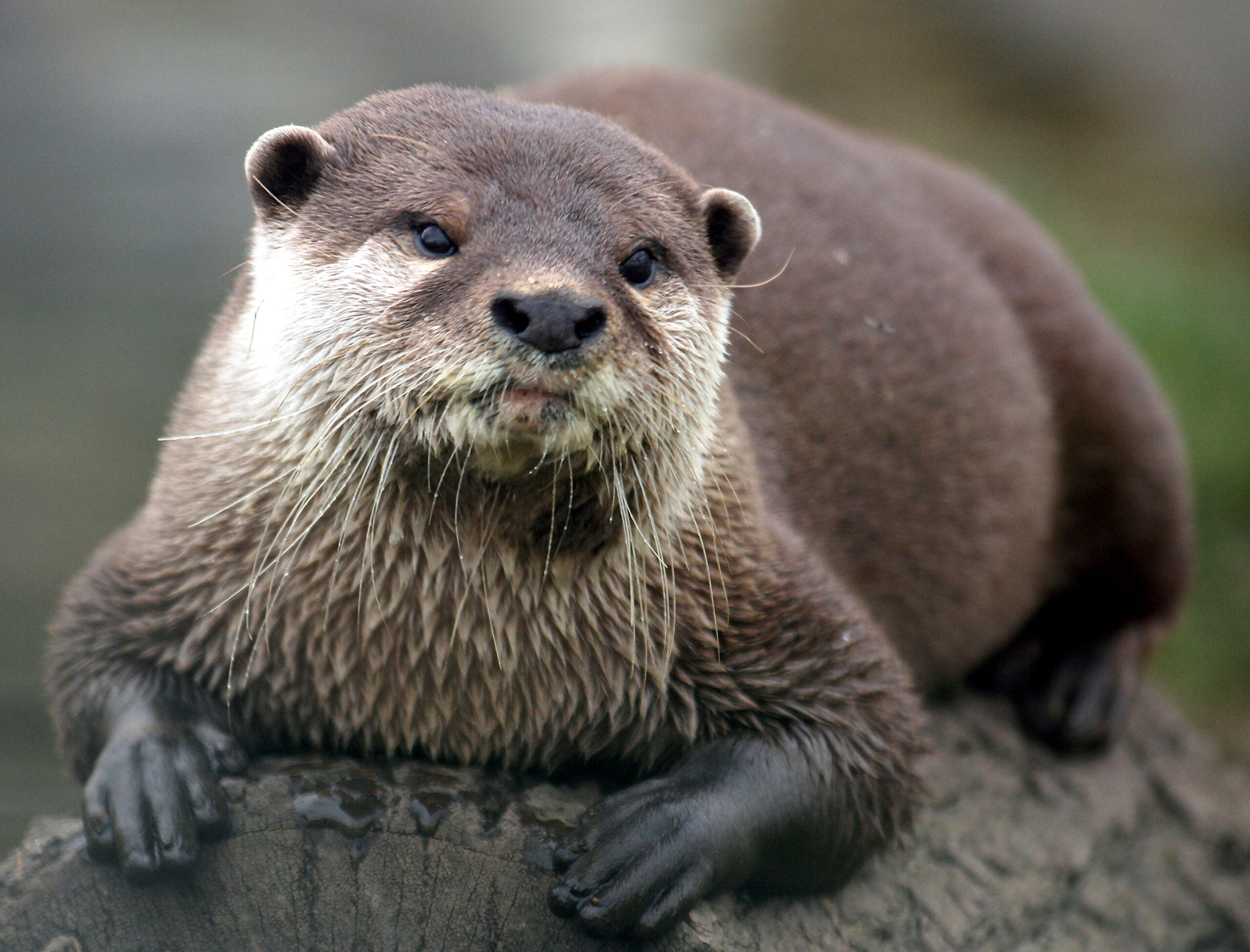 Otters Don't Make Good Pets