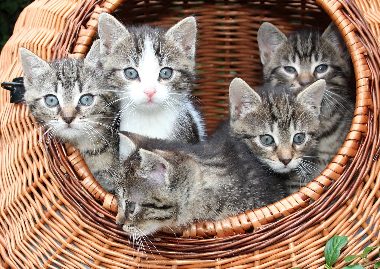 What vaccines do cats need?