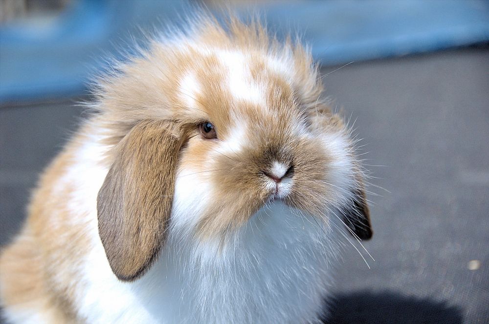 Do Rabbits Get Lonely