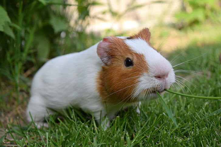 Top 5 Hay Brands for Guinea Pigs in 2025