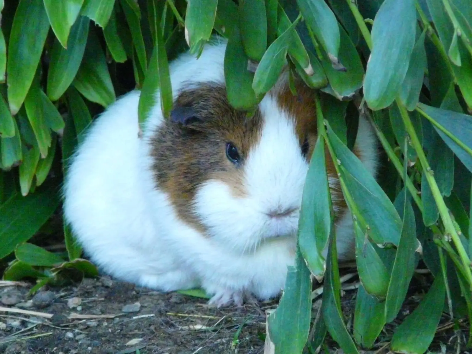 Cage-Free Guinea Pig Life