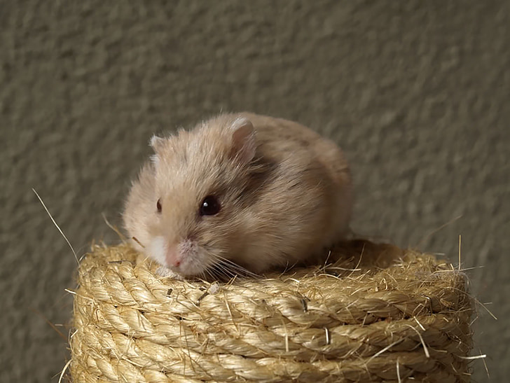 Do You Know the Best Cage Setups for Happy Hamsters in 2025 ?