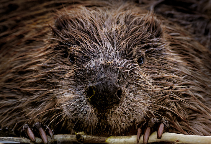 Otters in the Exotic Pet Trade