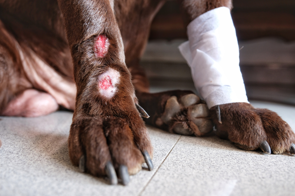 Common Dog Skin Problems