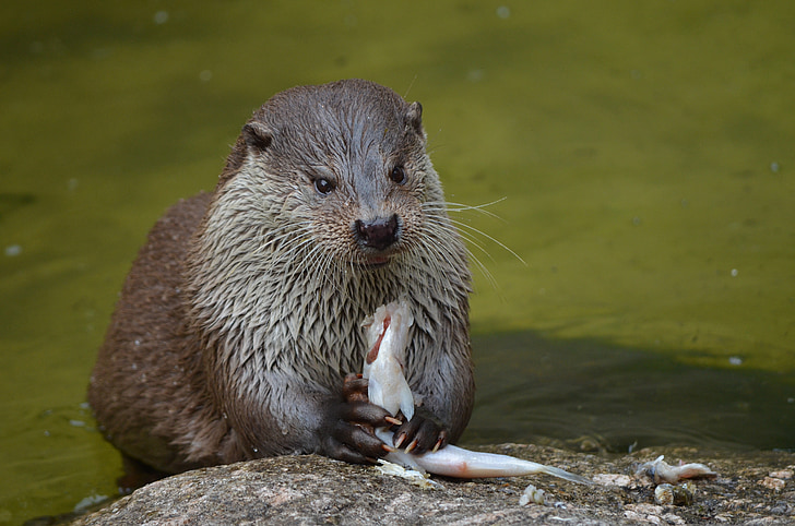 Can You Afford to keep an Otter