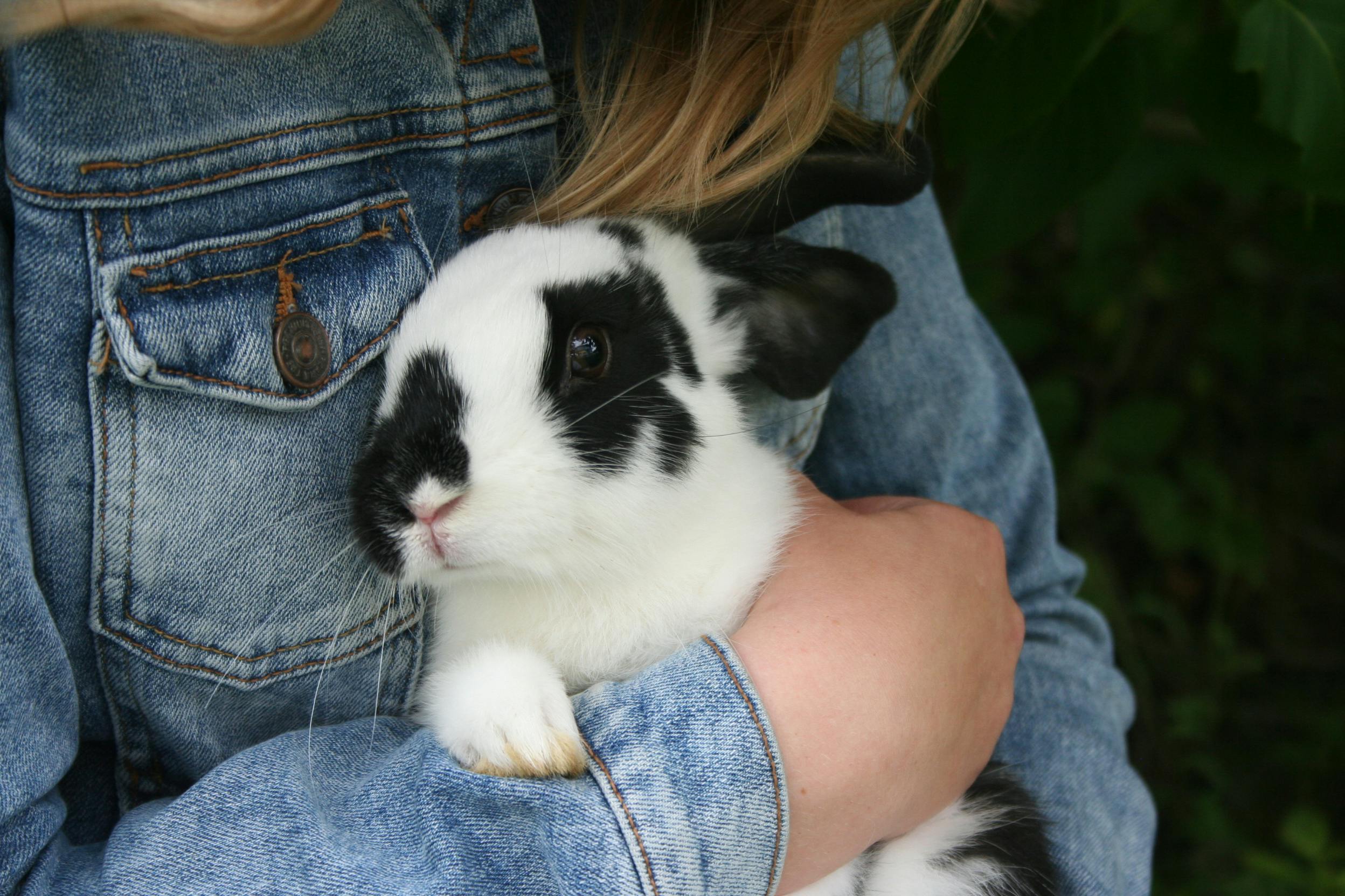 Bond with a New Rabbit in 7 Days