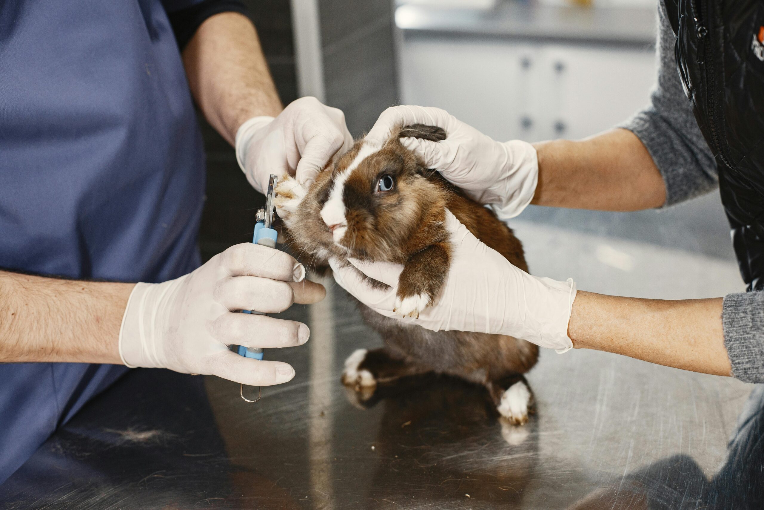 Groom Your Rabbit Properly
