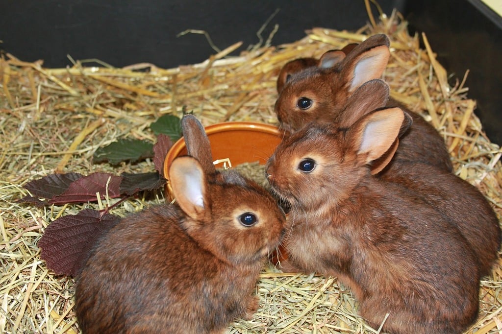 Pet Insurance for Rabbits