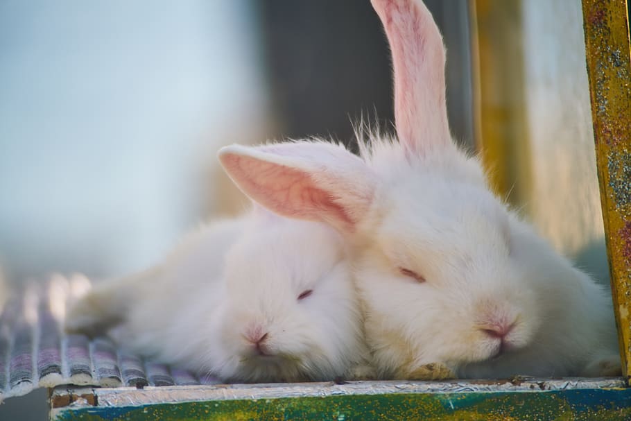 bunny room