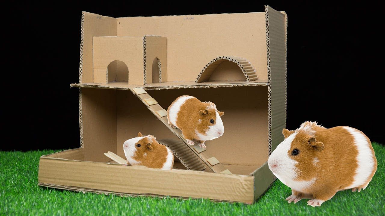 Guinea Pig Playground With Household Items