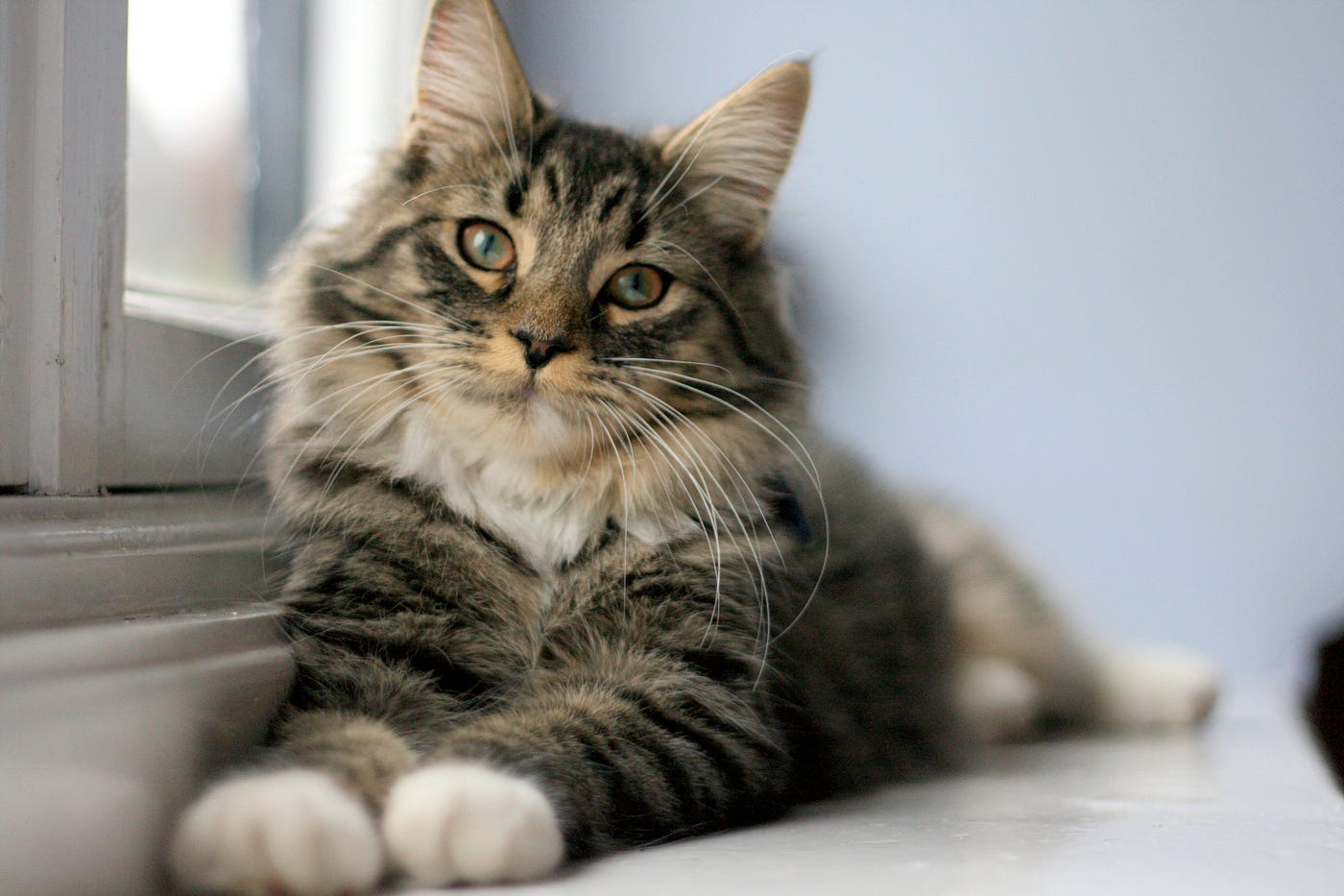 therapy cats
