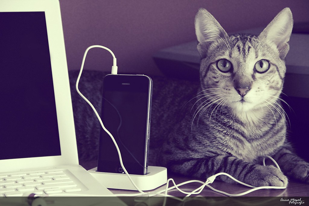 Smart Collars for Cats