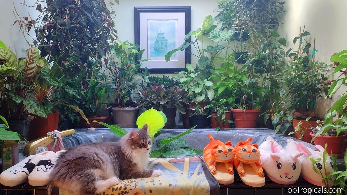catio