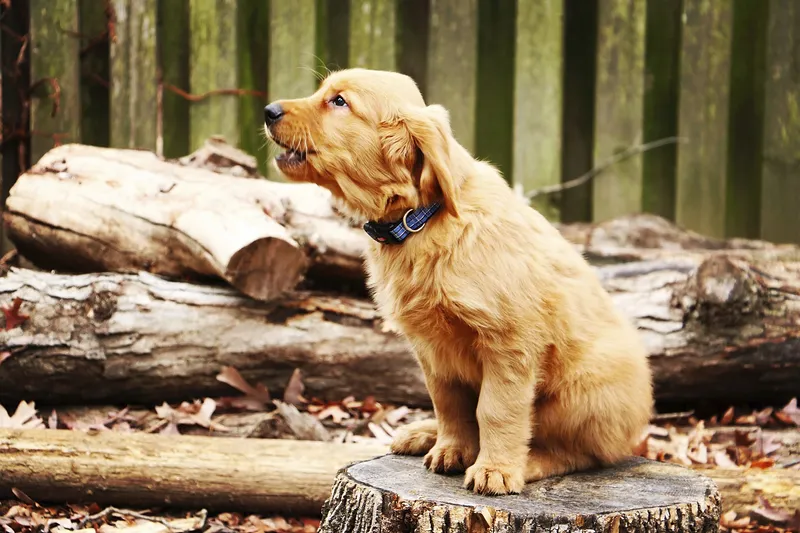 Pet Mental Health