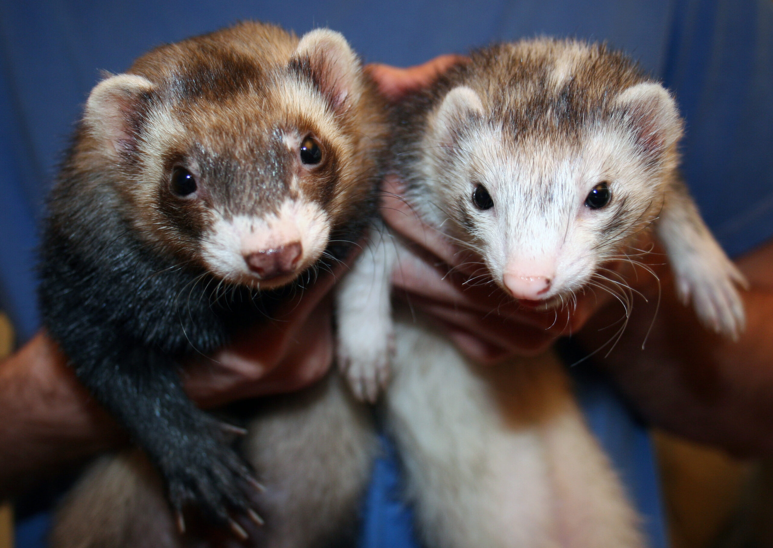 ferret popularity as pets