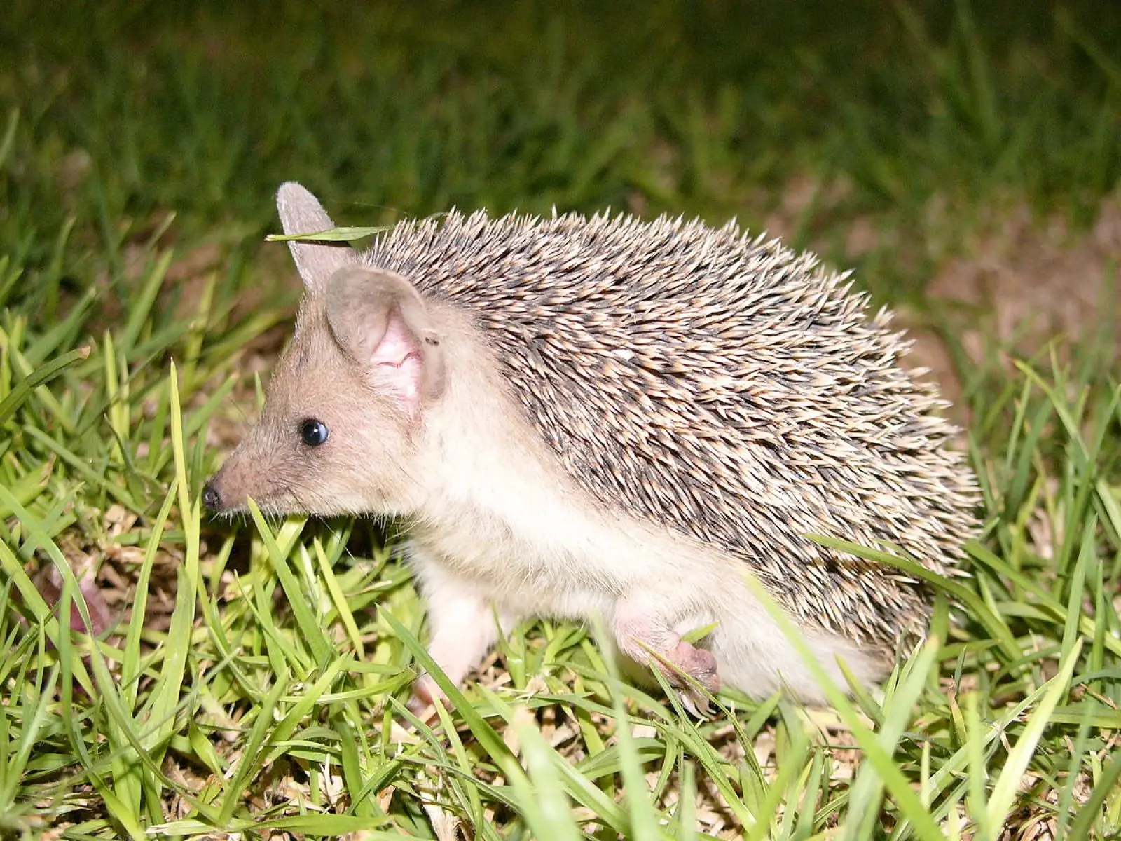 hedgehog myths and misconceptions