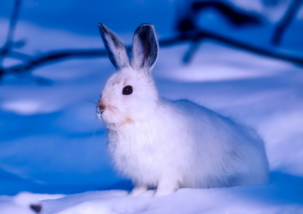 Rabbit pet insurance in Canada