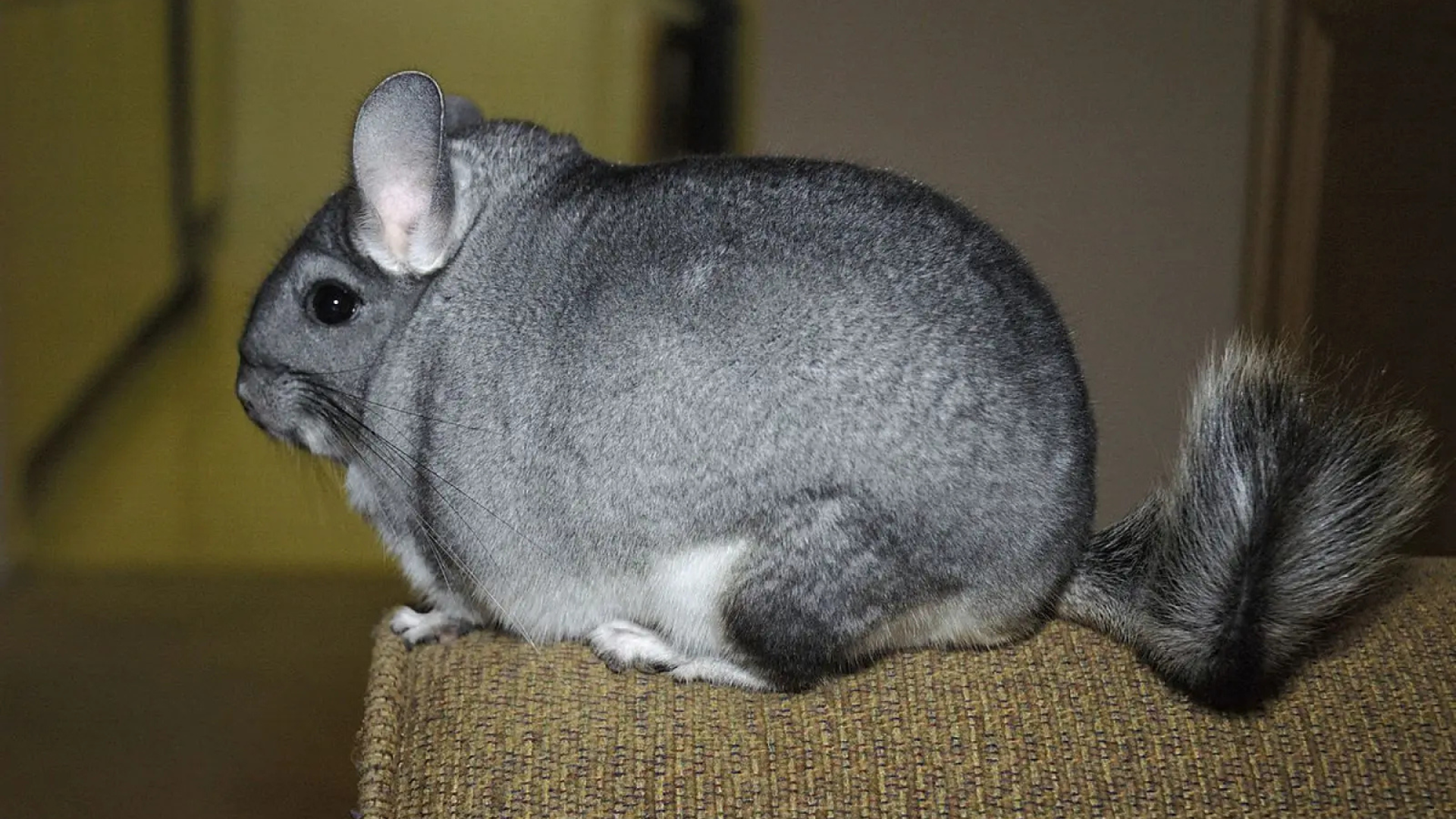 Chinchilla's Behaviour