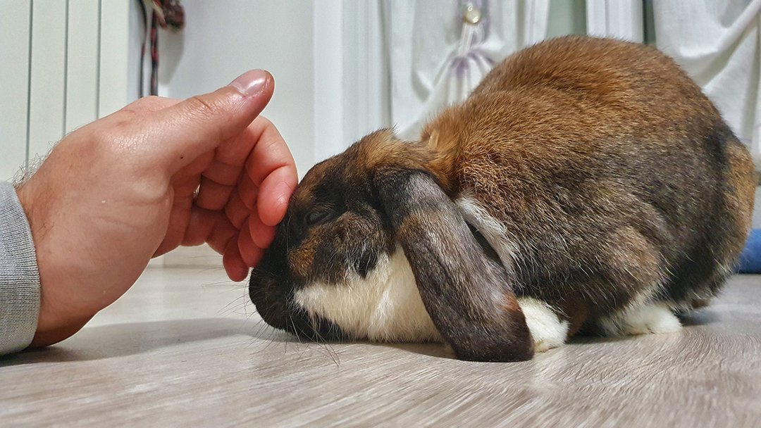 Signs Your Rabbit is Sick