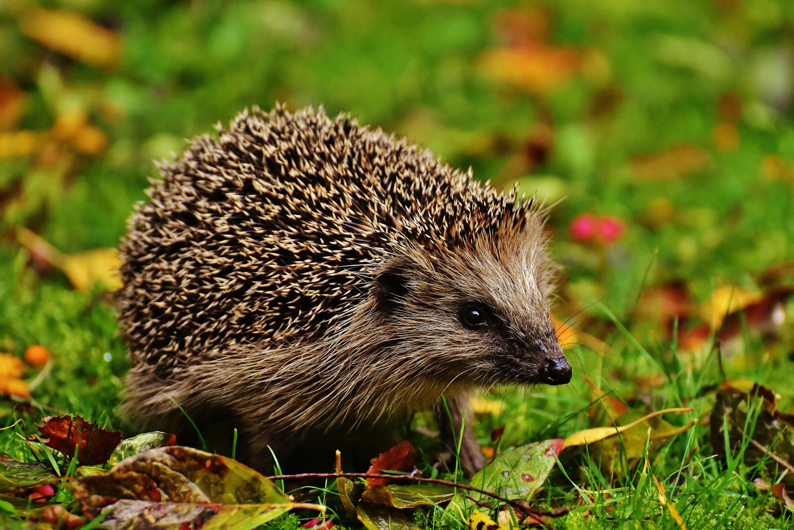 Hedgehog Handling