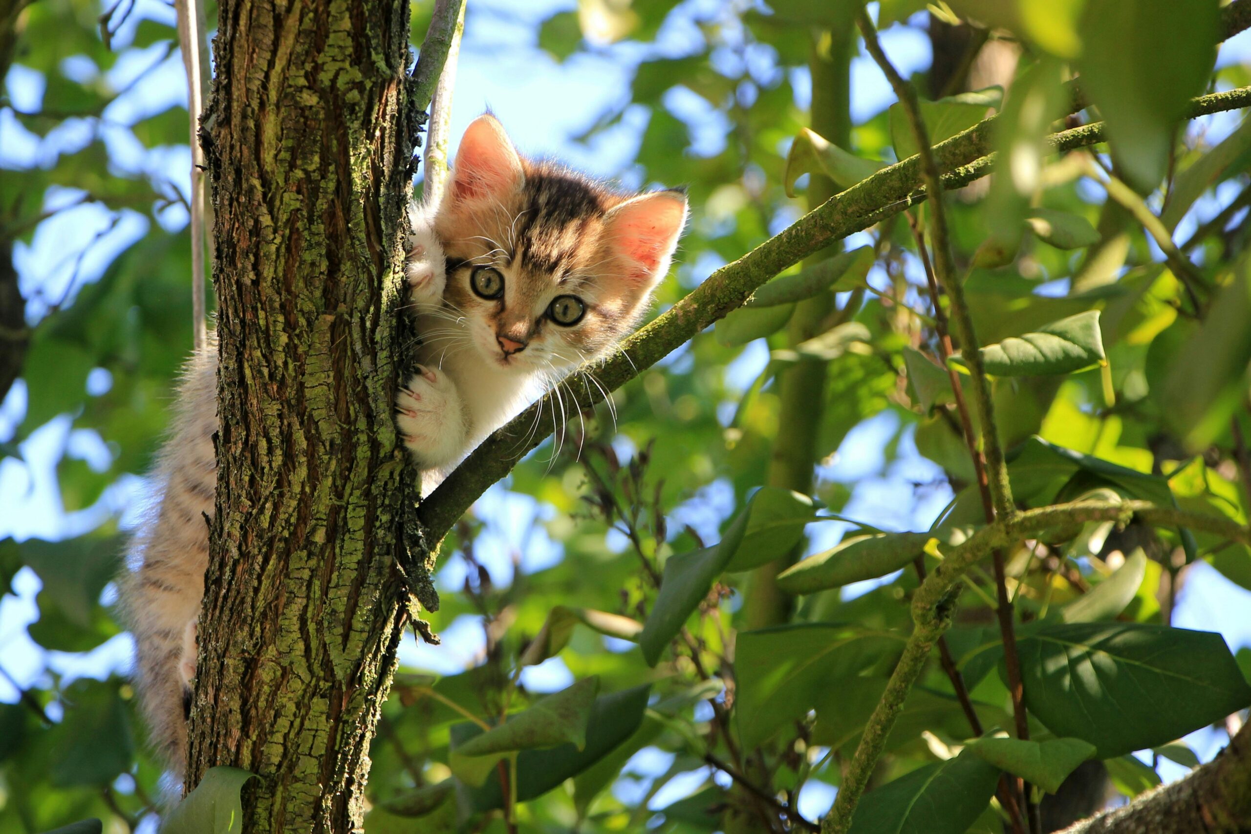 Multifunctional Cat Tree
