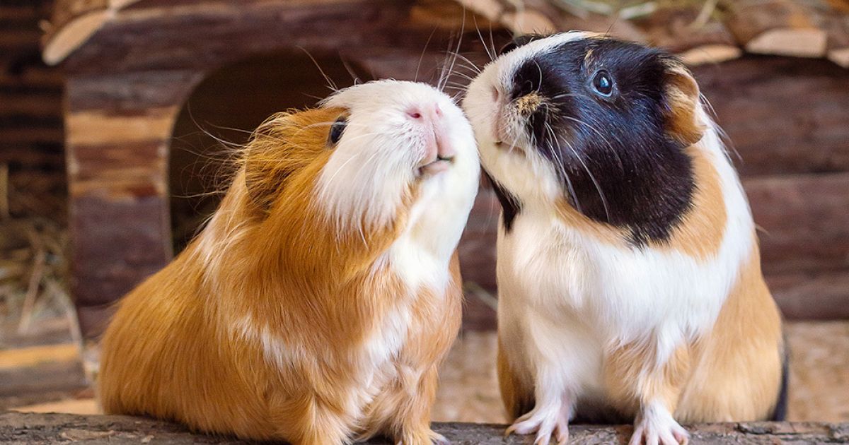 Guinea Pig Halloween Costumes