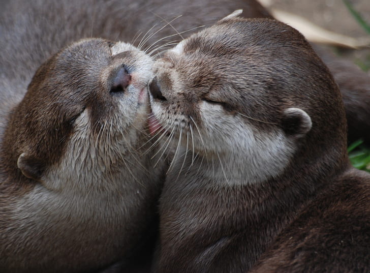 Otters in the Exotic Pet Trade