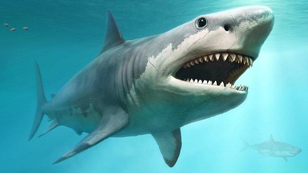 great white shark