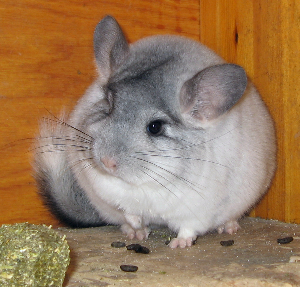 Handling tips for chinchilla