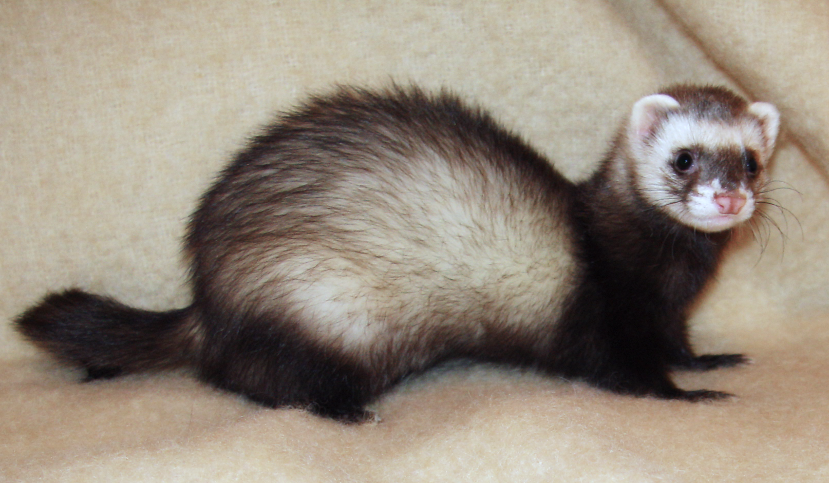 Affectionate Nature of Ferrets
