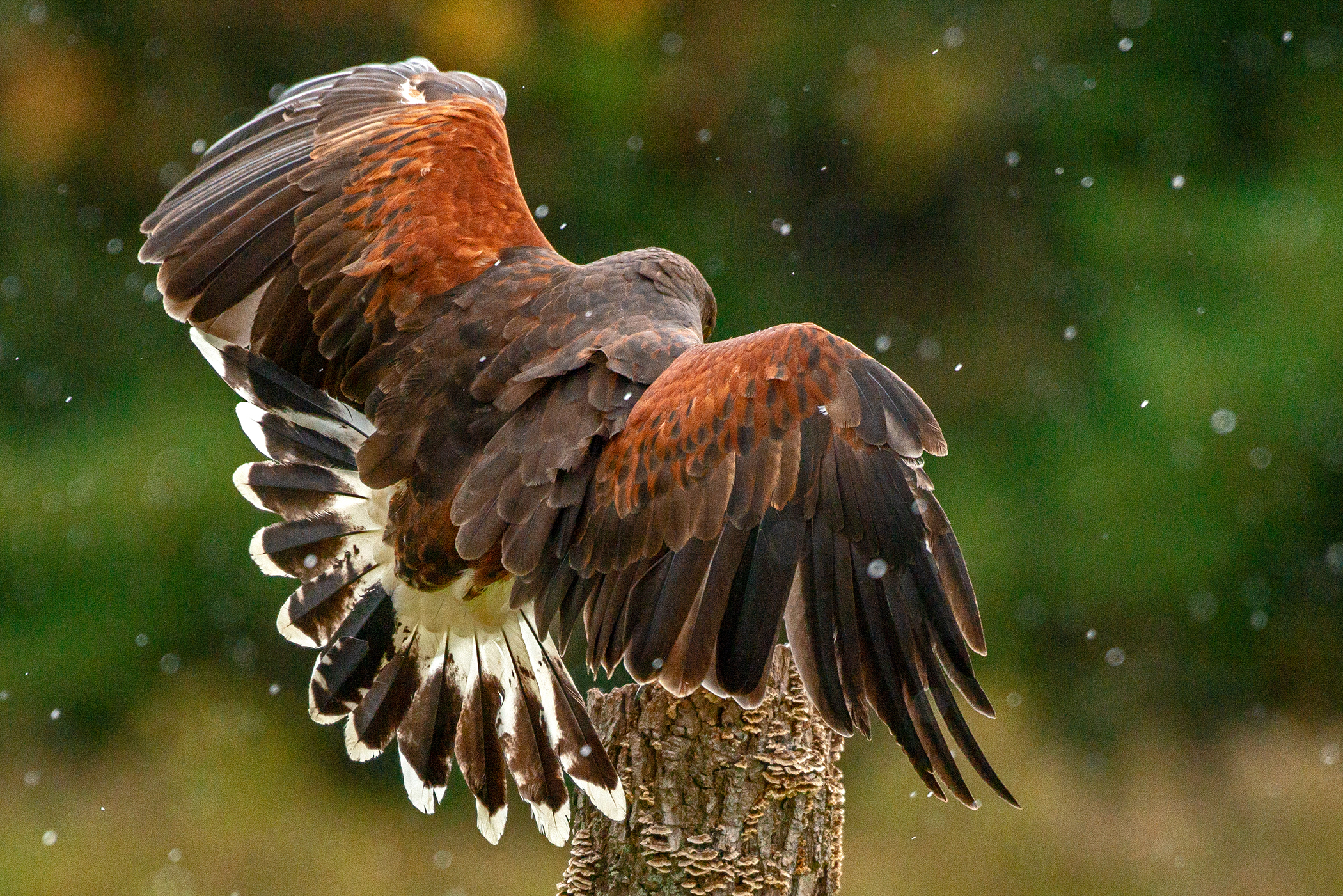 Bolton Abbey poacher