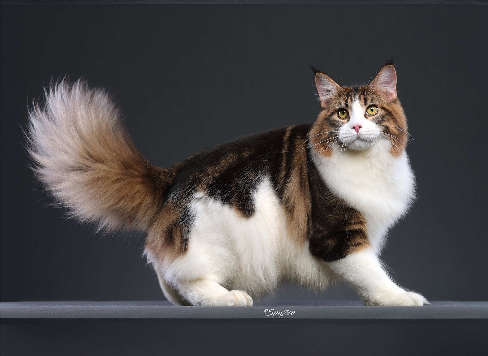 Do you like maine coon cats or are you thinking of buying one?